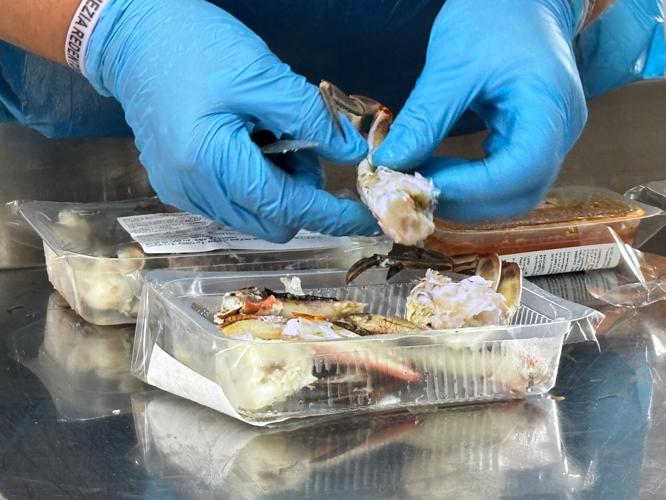 Italy Blue Crab Invasion