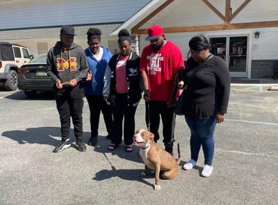 Chocolate the pitbull