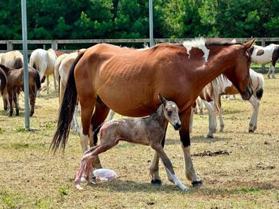 A newly birthed foal stands beside its mother, a mostly brown horse.