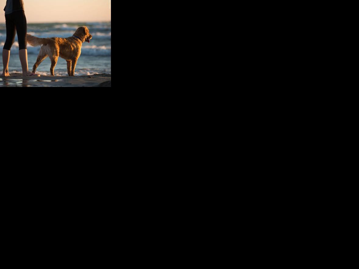 Delmarva beaches dog laws 2025