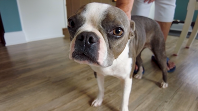 Millie the dog