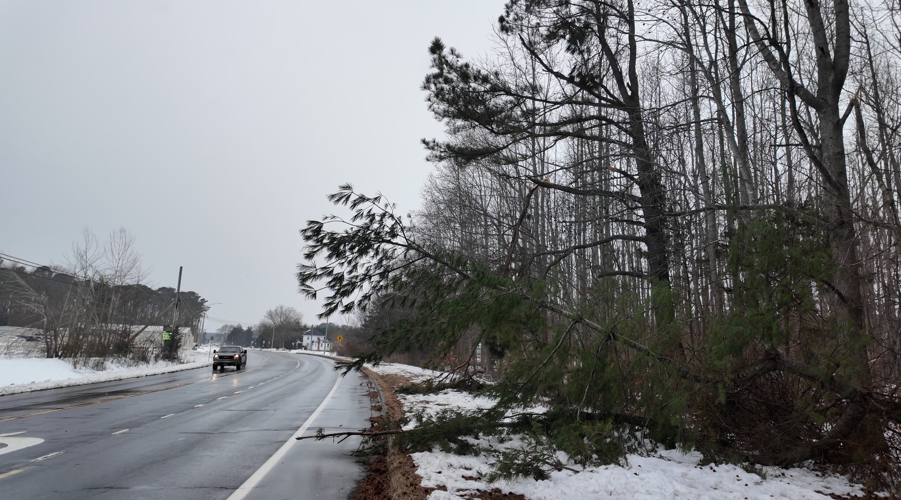 Millville tree damage