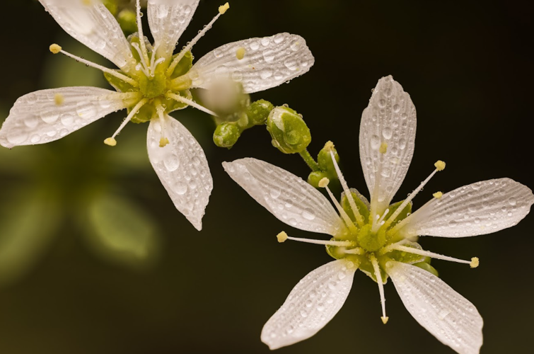 two white flowers