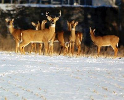 Maryland Deer Hunters Enjoy Productive Firearm Season Opener