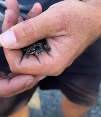 Tucker the Turtle