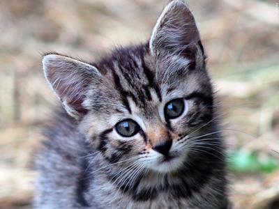 sad kitten :(