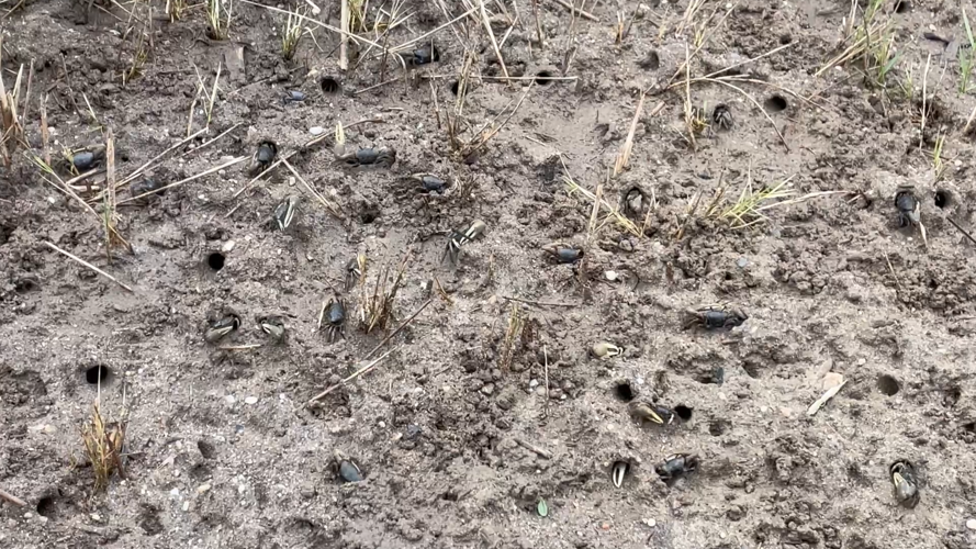 Fiddler crabs