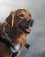 Dover Air Force Base therapy dog receives second place in USO Canine Volunteer of the Year Award