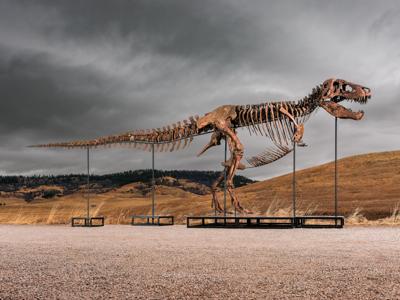 Tyrannosaurus Auction