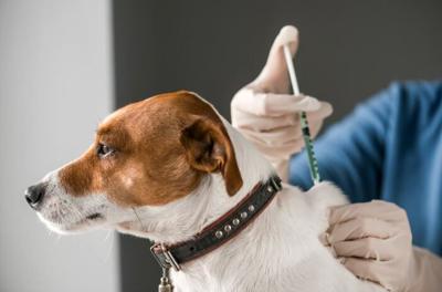 Pet vaccine