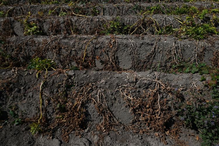 Netherlands Extreme Weather Drought