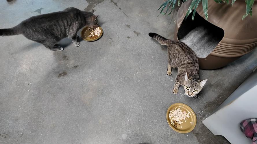 Cats at the Brandywine Valley SPCA.