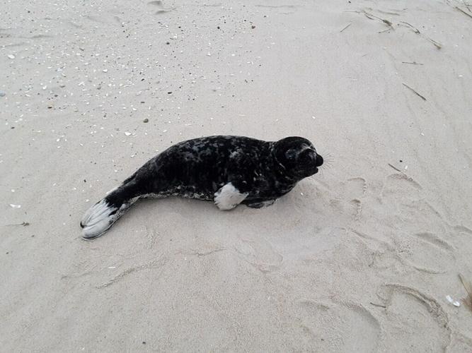 A seal seen on a beach. Courtesy MERR.