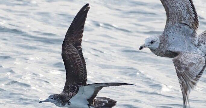 Streaked Shearwater bird spotted by Cape May-Lewes Ferry passengers, first sighting since 2003