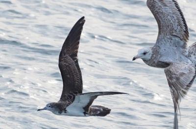 Streaked Shearwater