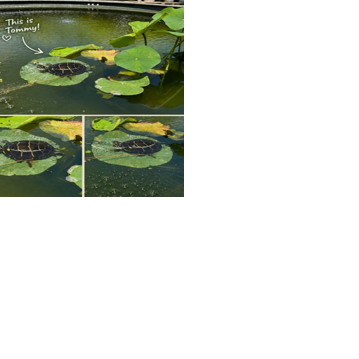 Tommy the Turtle missing from Bella Terra garden center