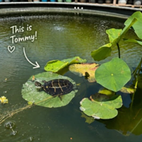 Tommy the Turtle missing from Bella Terra garden center