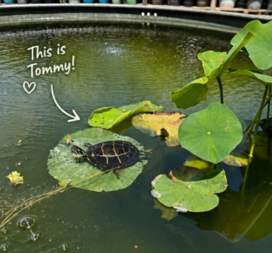 Tommy the Turtle