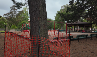 A tree in Grove Park covered to protect its roots. 