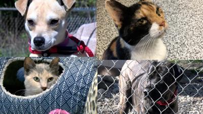 661 Animals Adopted at BVSPCA's Mega Adoption Event