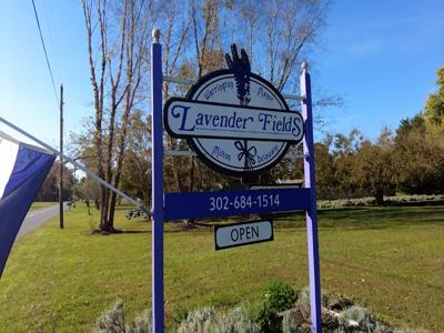 Lavender Fields