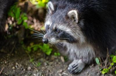 Rabid racoon