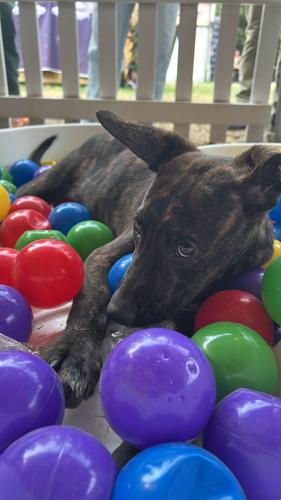 Local Organizations at Firefly Music Festival