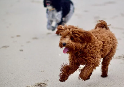 Dogs on the Beach