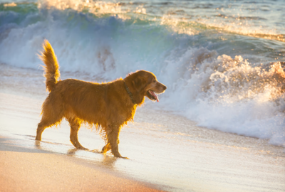 Dogs running on the sand.