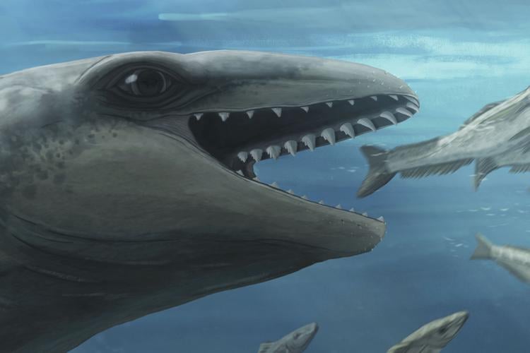 Australia Prehistoric Whale