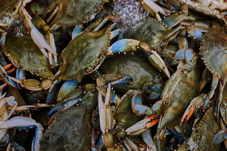 Italy Blue Crab Invasion