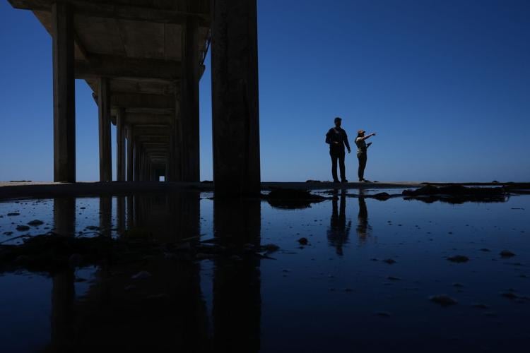 Climate Marine Heat Wave Dead Seabirds