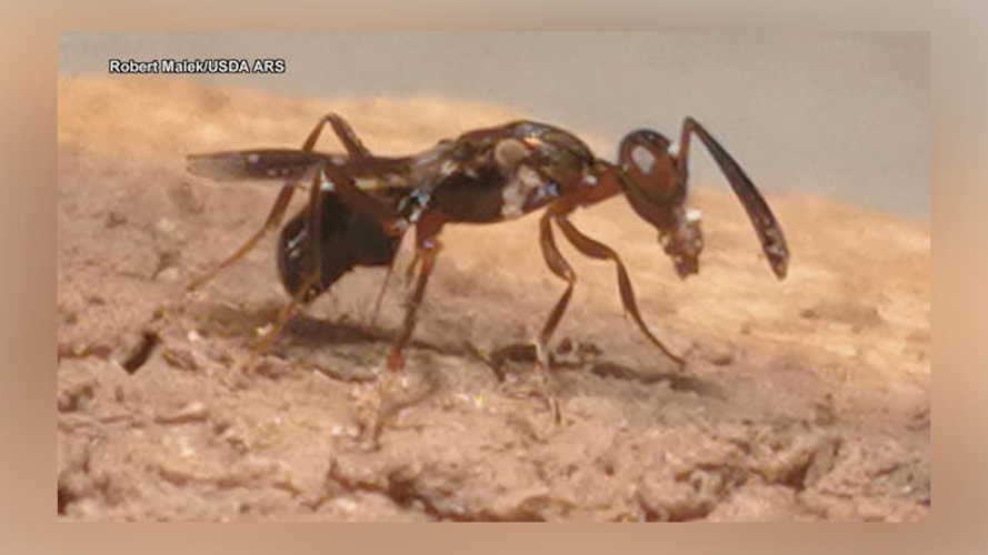 Anastatus orientalis