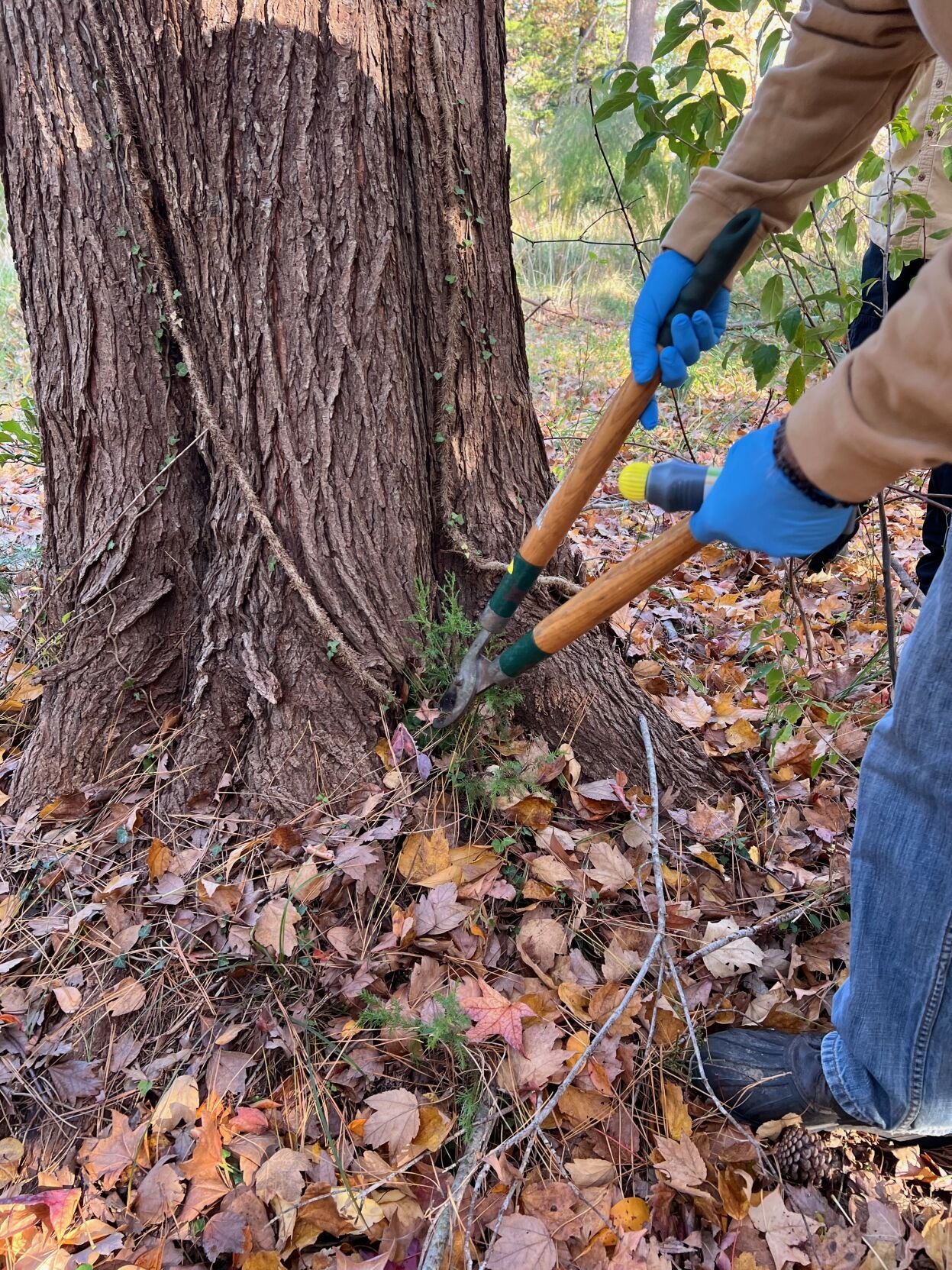 removing species at preserve