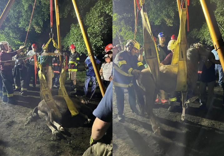 Ellendale horse rescue