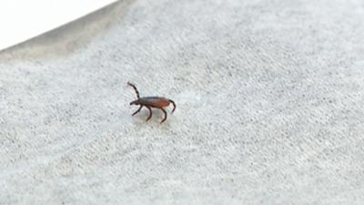 Health & Environmental Experts Give Tips On How To Avoid Ticks & What To Do If Bitten By One