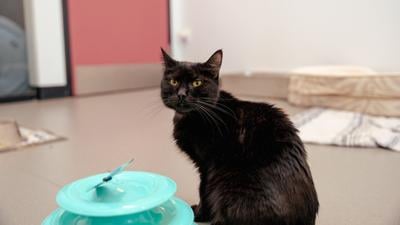 Brandywine Valley SPCA