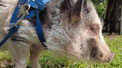 Potbellied pig