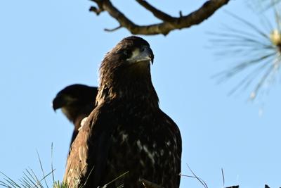 Eagles in nest