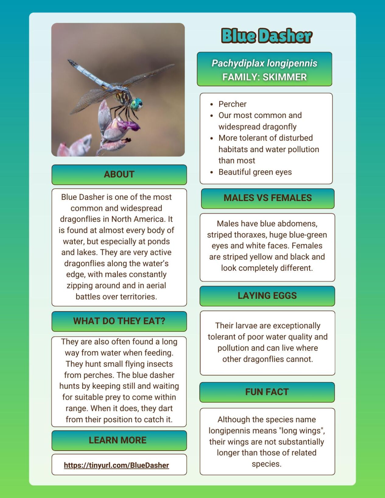 Blue Dasher Facts