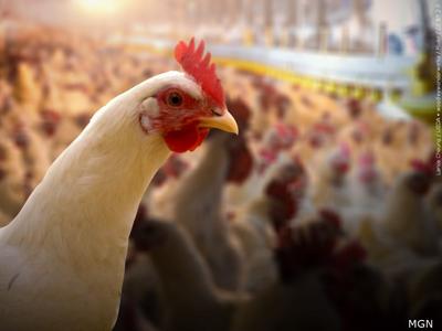 Chickens