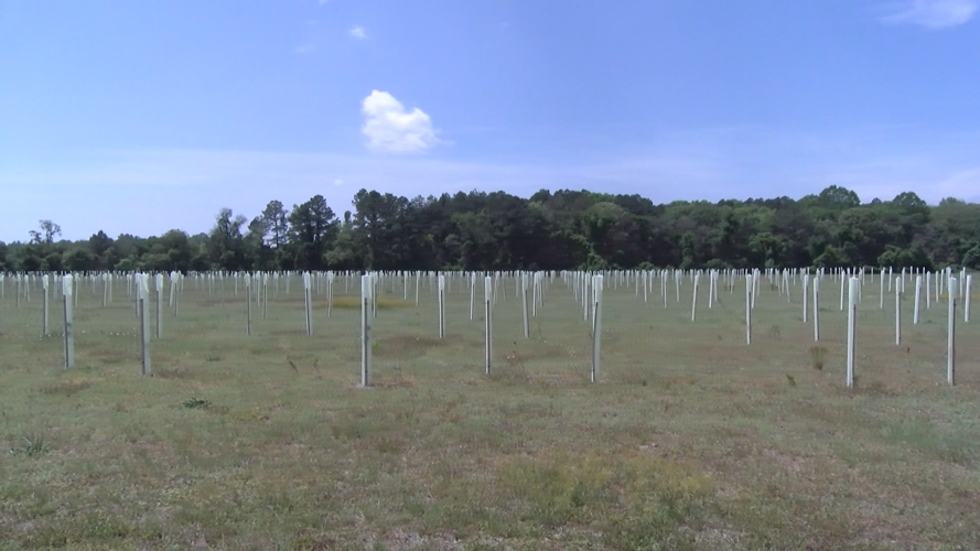 Tree for Every Delawarean