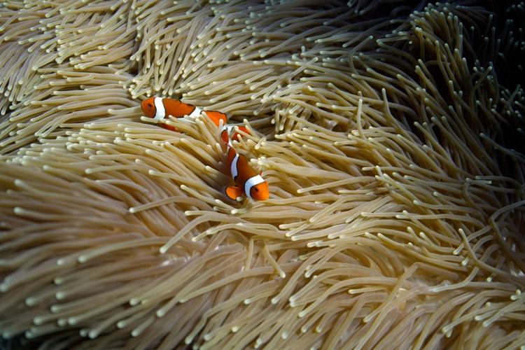 Climate Coral Reefs