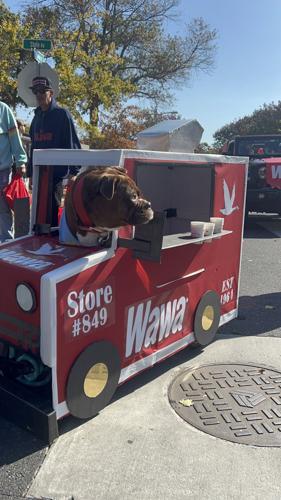 Wawa Dog