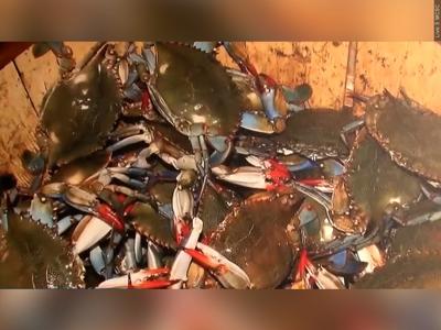 Blue crabs