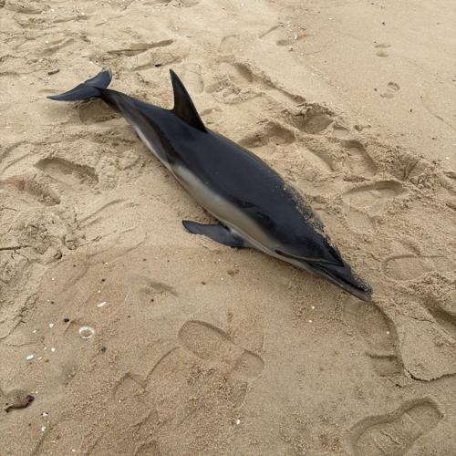Dolphin stranded.jpg