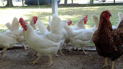 Planning and Zoning Commission Recommends No Chickens in Residential Areas in Milton