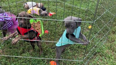 Grass Roots Rescue Delaware Holds First Adoption Event Since Start of Pandemic