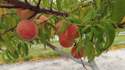 Farmers Giving Mixed Reactions To Large Amounts Of Rain