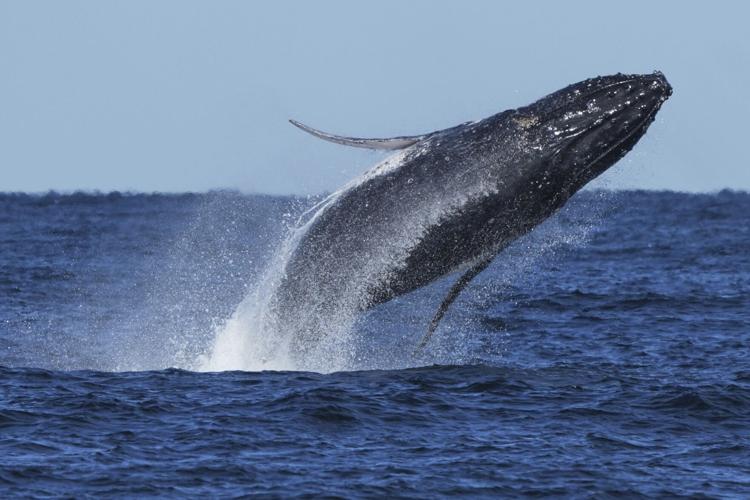 Australia Humpback Highway